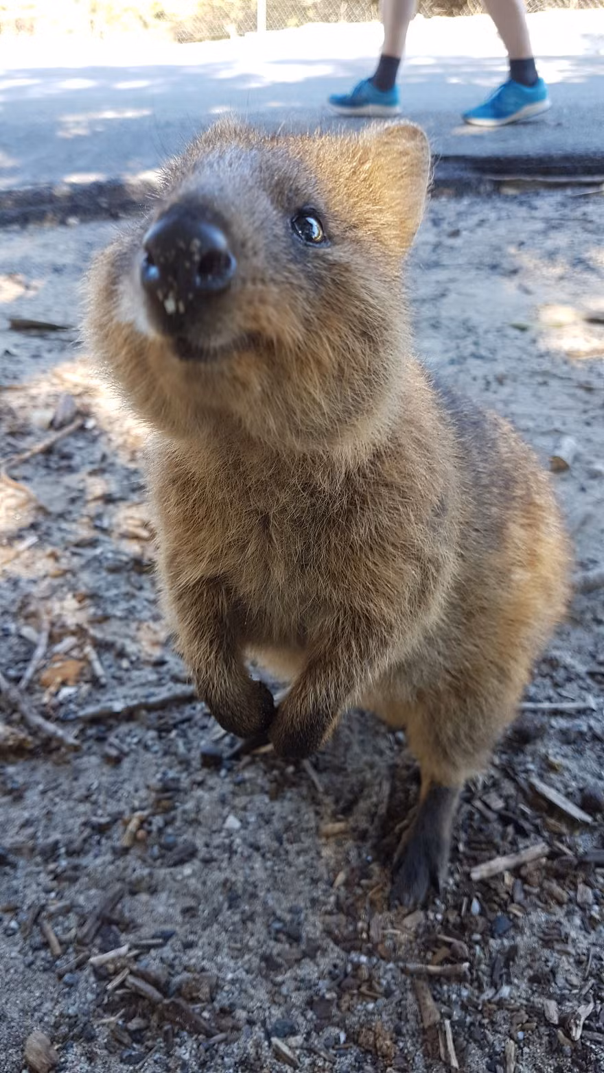 Quokkas đáng yêu nhưng cũng rất dễ tổn thương, hơn nữa số lượng loài trong thiên nhiên hoang dã không ngừng giảm do bị thu hẹp môi trường sống. Vì thế chúng cần được chăm sóc, bảo vệ, bảo tồn một cách chu đáo. (Nguồn Bored Panda)