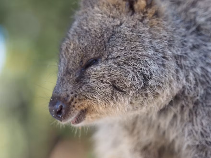 Thức ăn của loài động vật dễ thương này cũng chỉ là lá cây, cỏ và ngũ cốc, rất lành mạnh. (Nguồn Bored Panda)