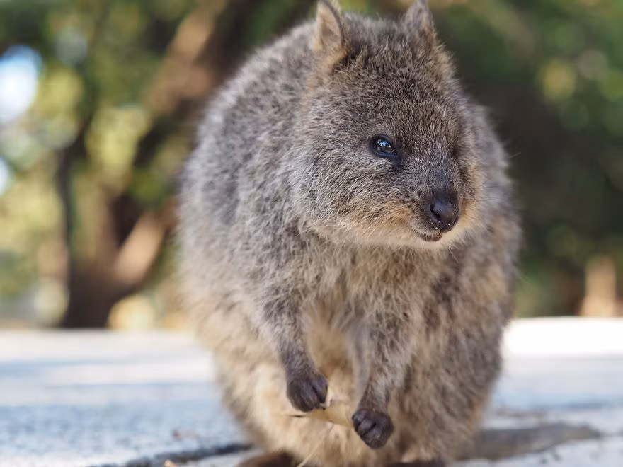 Trong thực tế, Quokkas hoàn toàn có thể tự kiếm ăn, nuôi sống bản thân mình. Chúng không thích hợp sống trong môi trường nuôi nhốt. (Nguồn Bored Panda)