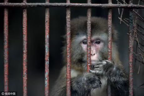 Cách đây không lâu, một sở thú tư nhân ở Trung Quốc cũng khiến nhiều người xót xa, bức xúc thay cho số phận của những động vật hoang dã bị nhốt trong đó. Ánh mắt của chúng mệt mỏi, bất lực, ám ảnh. (Nguồn Sina)