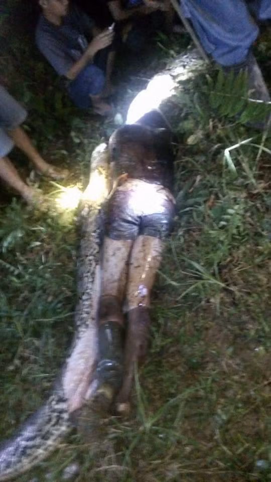 Đáng buồn thay, linh tính của họ đã đúng. Khi mổ bụng con trăn khổng lồ, người dân tá hỏa khi phát hiện anh Akbar đã chết ngạt, nằm gọn ghẽ trong bụng con trăn, chưa bị tiêu hóa, vẫn còn nguyên quần áo và thậm chí đôi ủng. (Nguồn Dailymail)