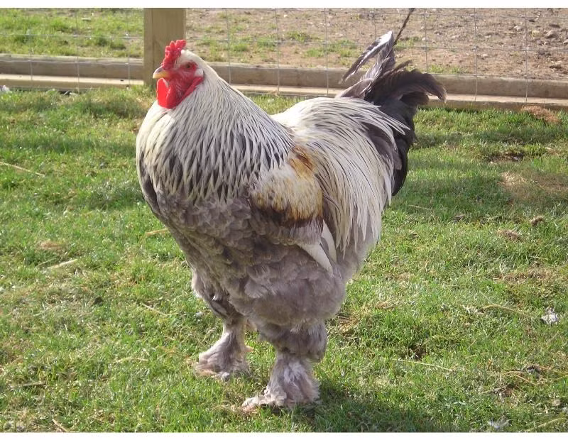 Không khó để hiểu tại sao chúng được mệnh danh là "kê đế" hay "hoàng đế của các loài gà", "vua của các loại gia cầm" bởi cặp chân có phẩm chất dinh dưỡng cao và trọng lượng cơ thể cực lớn, có thể đạt tới 18kg, lớn nhất trong các giống gà. (Ảnh: Pinterest)