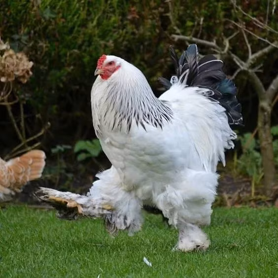 Người nuôi giống gà Brahma này tin rằng nó mang lại cho họ nhiều may mắn, sự mạnh mẽ, sang trọng, giàu có hay quyền lực. (Ảnh: Pinterest)