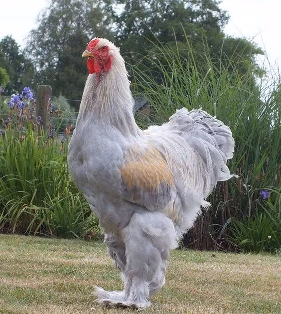 Mỗi bước đi của gà Brahma đều cực kỳ thu hút ánh nhìn. (Ảnh: Pinterest)