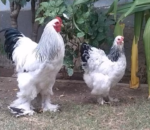 Về tính cách, tuy giống gà kỳ lân khổng lồ thuộc loại có tập tính hiền nhưng khi bị chọc giận chúng trở nên rất hung dữ, sức tấn công, phá hoại cao. (Ảnh: Modern Farming)