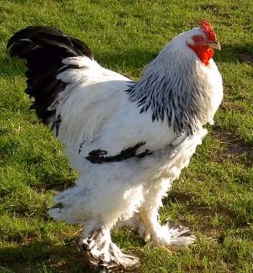 Thêm vào đó, bộ lông xù phủ kín từ đầu đến chân của gà Brahma hoàng đế khiến chúng thêm vẻ quyền uy, quý tộc. (Ảnh: Chicken Breeds)