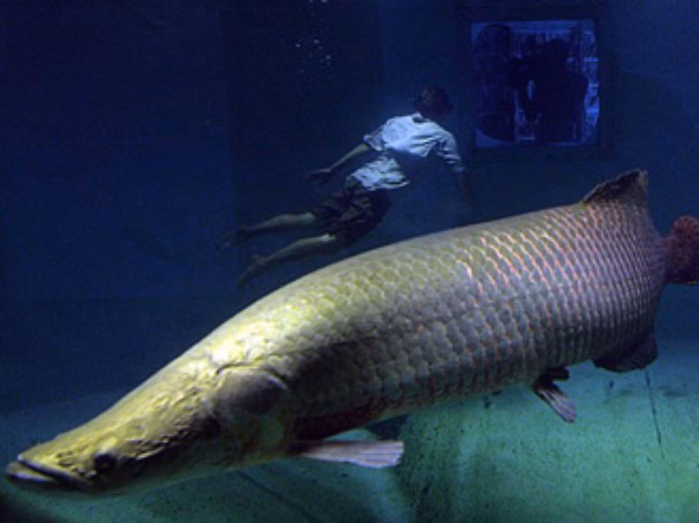 Arapaima là một trong những loài cá thực phẩm quan trọng, cũng như được nuôi làm cá cảnh với tên gọi rất kêu là cá hải tượng long. (Ảnh: Environment National Geographic)