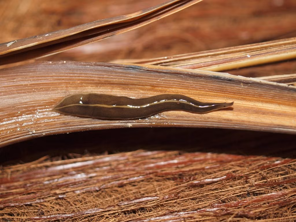 Chất nôn của loài thân mềm này tiết ra một độc tố có thể dễ dàng ăn mòn da người. (Ảnh: BowerBird)