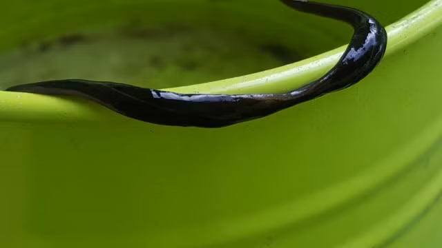 Kinh dị hơn, loài sán sên này thậm chí có thể gây ra thiệt hại cho con người chỉ bằng cách nôn mửa. (Ảnh: Fox4now)