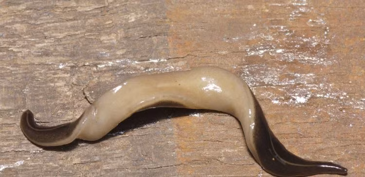 Sán dẹp hay còn gọi là sán ốc sên, sán sên hay giun dẹp New Guinea có tên khoa học là Platydemus manokwari, là một loài sán trong họ Geoplanidae. (Ảnh: Goodfullnes)