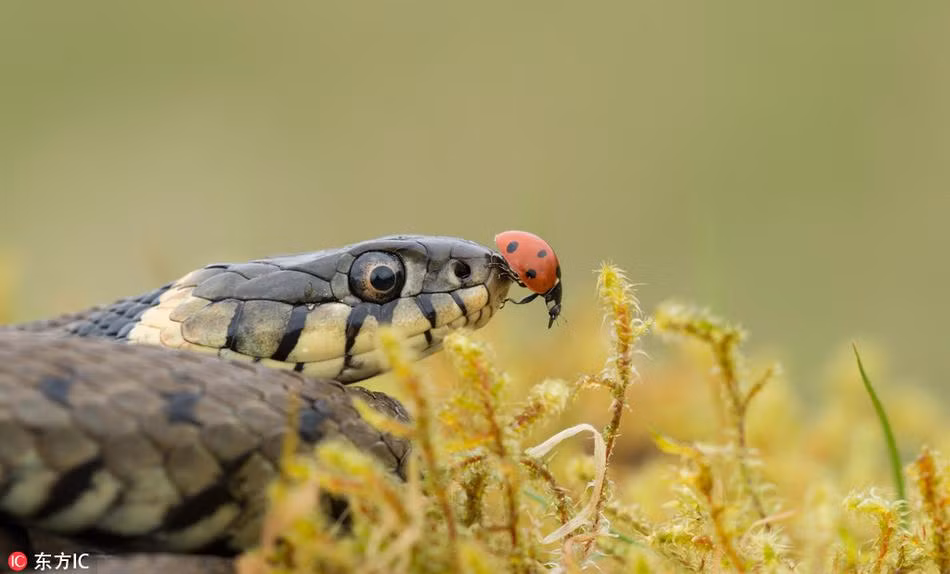 Nhiếp ảnh gia nghiệp dư Dave Collins trong lần ghé thăm khu bảo tồn thiên nhiên hoang dã tại hạt Wiltshire, Anh đã ghi lại được hình ảnh ấn tượng về màn gặp gỡ giữa bọ rùa dũng cảm và một con rắn cỏ. (Nguồn Sina)