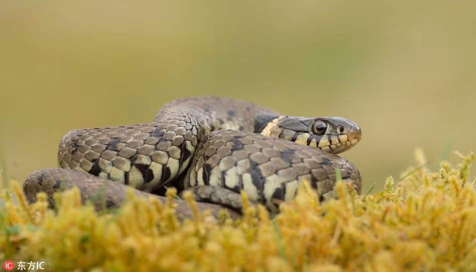 Tuy nhiên khi thấy con rắn có cử động định há mồm, bọ rùa xòe cánh cực nhanh để chạy trốn, hoàn thành màn biểu diễn mạo hiểm bậc nhất của mình. (Nguồn Sina)