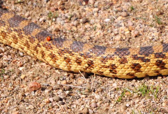 Có vẻ như loài bọ rùa rất thích dạo chơi trên bộ vảy sừng óng ánh của những con rắn, chúng bị bắt gặp không chỉ một lần nghỉ ngơi, nghịch ngợm trên thân rắn. (Ảnh: Imagine Childhood)