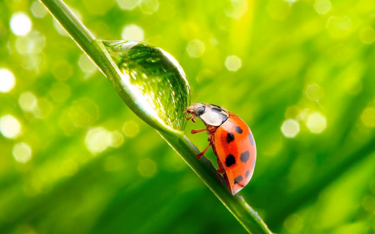 Thực tế, theo quan sát của các nhà khoa học, tuy có vẻ ngoài dễ thương và thường được minh họa trong những quyển sách thiếu nhi nhưng bọ rùa có bản tính tàn nhẫn, ác liệt, chúng không hề hiền lành vô hại như vẻ ngoài của mình. (Ảnh: Pinterest)