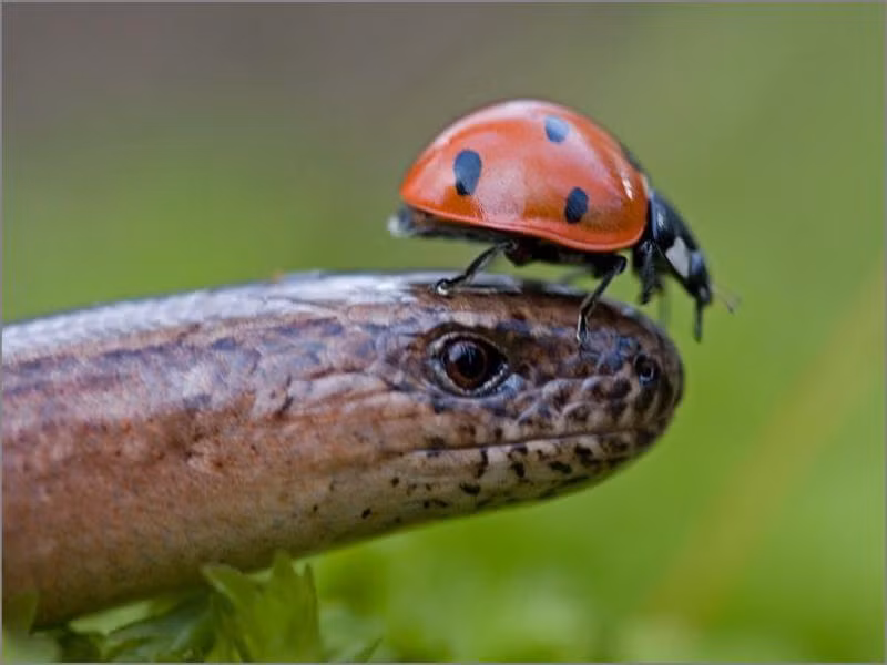 Trong tự nhiên, không ít lần bọ rùa cũng đùa giỡn với tính mạng của mình khi trèo lên đầu những con rắn vào dạo chơi quanh miệng của loài bò sát nổi danh nguy hiểm, tàn nhẫn này. (Ảnh Pinterest)