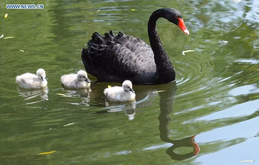 Sau khi thiên nga mái mang nặng đẻ đau ra những quả trứng tròn trịa, thiên nga trống đồng tính sẽ lấy cắp trứng về tổ của mình và người tình, cùng người tình đồng giới chung sống hạnh phúc, nuôi nấng con cái hệt như một gia đình hạt nhân thực sự. (Ảnh: Newscn)