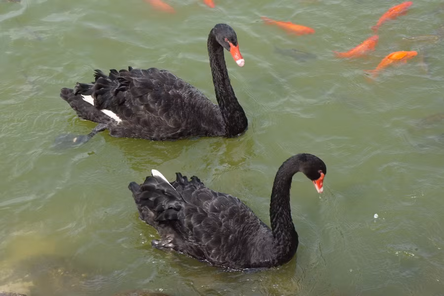 Cá biệt, có những cặp thiên nga đồng tính nam không thể lừa được con mái nào sẽ "cùn" đến mức, hợp sức đánh chiếm tổ của một đôi thiên nga cơ bản để sống và lấy trứng. (Ảnh: Allposters)