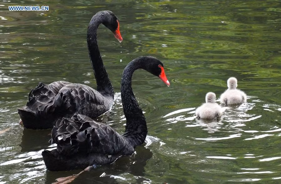 Được xếp vào loại động vật quý hiếm, thiên nga đen cũng được tiếng là chung thủy giống như người họ hàng thiên nga trắng của mình. Tuy nhiên, sự thực lại có chút phũ phàng, những con thiên nga đen trống là một trong những con đực có tỷ lệ đồng tính cao nhất trong thế giới động vật. (Ảnh: Newscn)