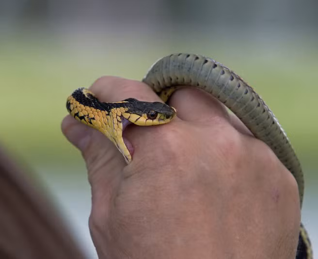 Chỉ sơ ý một chút, người đàn ông này đã bị con rắn cưng tấn công, cắn ngay vào tay. (Nguồn Brilio)