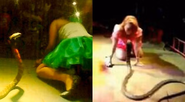 Trong ảnh là nữ ca sĩ Irma Bule 29 tuổi, người Indonesia, thiệt mạng ngay trên sàn biểu diễn vì bị một con rắn hổ mang chúa cắn. (Nguồn Brilio)