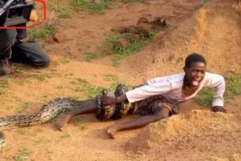Chỉ cần sơ sảy, những con trăn, rắn máu lạnh sẽ lập tức tấn công chủ nhân, thậm chí còn giết chết, nuốt chửng chủ nhân của mình. Trong ảnh là cảnh tượng một cậu nhóc dùng chân trần để dụ một con trăn châu Phi ra khỏi hang. Sau đó, cậu bị con trăn tấn công, siết chặt lấy rất đau đớn. (Nguồn Brilio)