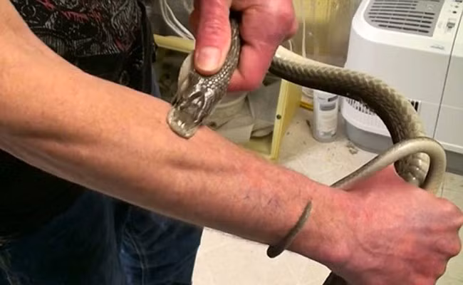 Trong ảnh là một dị nhân chủ động để rắn cắn nhằm nâng cao khả năng phòng độc của mình. (Nguồn Brilio)