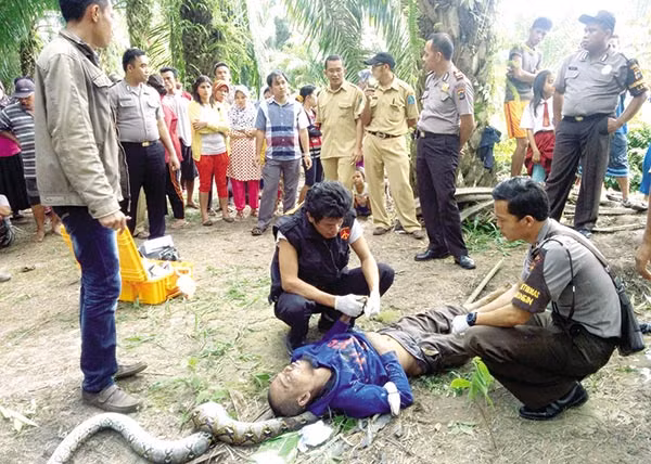 Mardiyan, một người đàn ông ở Tây Bangka, Indonesia đã bị giết chết bởi chính con trăn mà mình đặt bẫy. Trước khi chết, Mardiyan đã vật lộn hết sức, tuy nhiên con trăn quấn chặt quanh cổ khiến Mardiyan không thở được và sớm hồn lìa khỏi xác. (Nguồn Brilio)