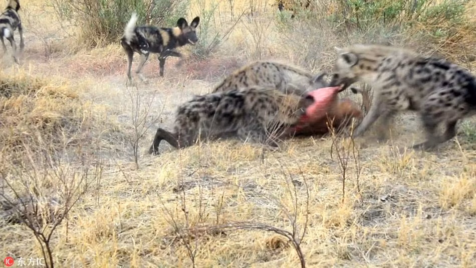 Mặc dù đã cố sức chống trả nhưng cuối cùng đàn chó hoang vẫn bị đánh bại bởi những con linh cẩu khát máu và tàn bạo, chúng đành tạm thời buông bỏ miếng ăn. (Nguồn Sina)