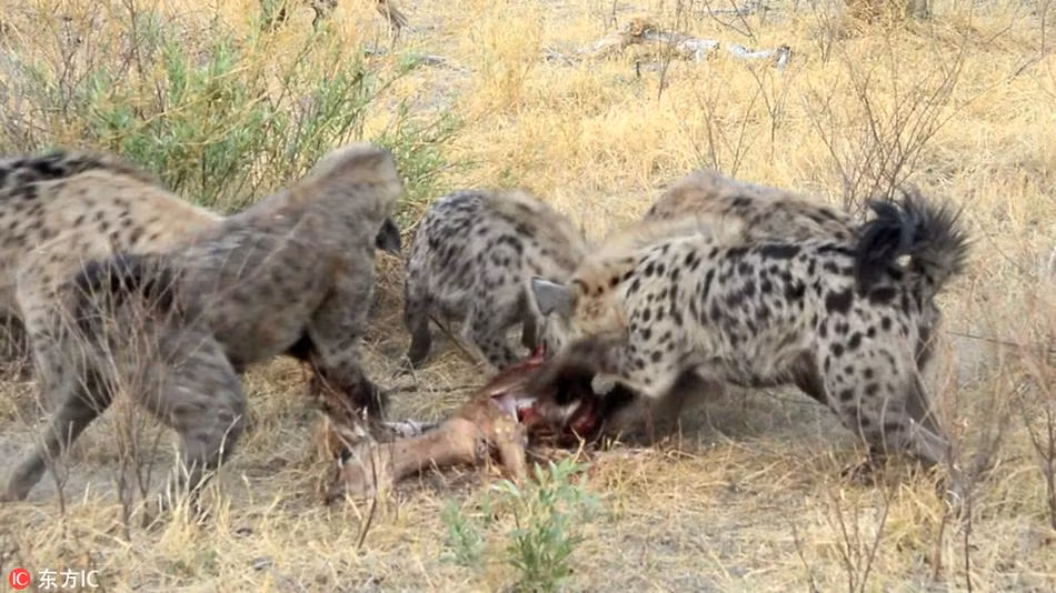 Những con linh cẩu sau khi cướp được thịt linh dương thì nhanh chóng hành động, chúng xâu xé con mồi vừa cướp được một cách vội vã. (Nguồn Sina)