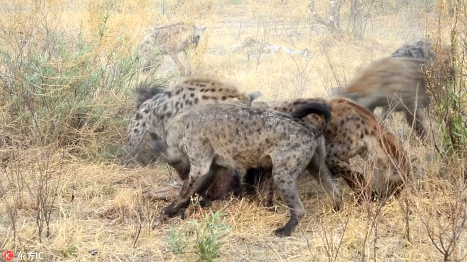 Theo phỏng đoán, phần vì rất đói bụng, phần vì không muốn phải đối phó với những màn trả đũa của chó hoang và có nguy cơ mất đi chỗ thịt vừa cướp được, những con linh cẩu còn không thèm tha xác linh dương về lãnh địa của mình. (Nguồn Sina)