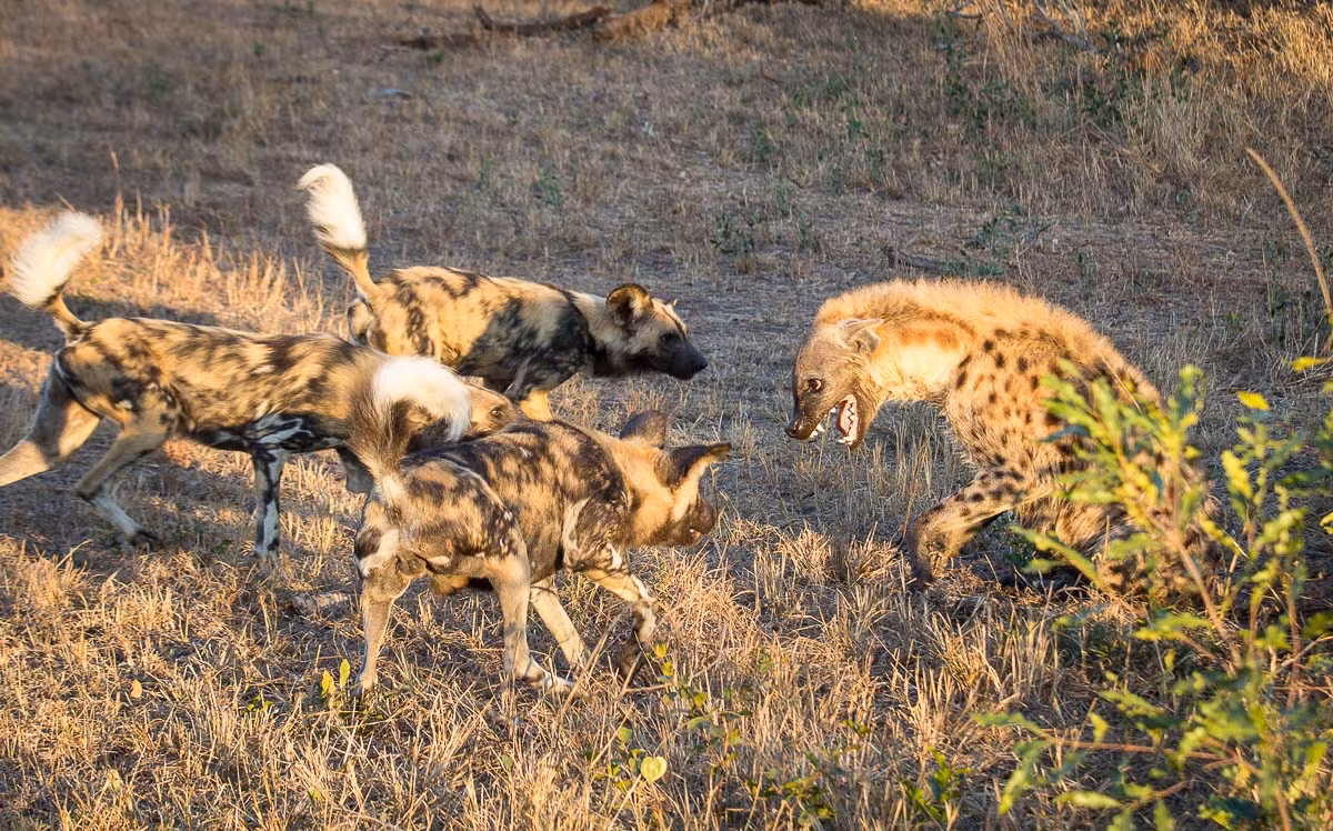 Tuy nhiên nếu linh cẩu đi thành từng đàn, chó hoang châu Phi sẽ khôn ngaon rút lui, nhường con mồi và bỏ đi trong danh dự sau khi đã chống trả quyết liệt. (Ảnh: Sabi Sabi)