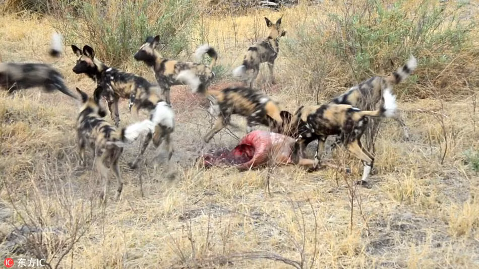 Chúng ăn thịt con mồi ngay tại chỗ mà đàn chó hoang bỏ lại, khiến đàn chó hoang châu Phi tạm thời không thể làm gì. (Nguồn Sina)