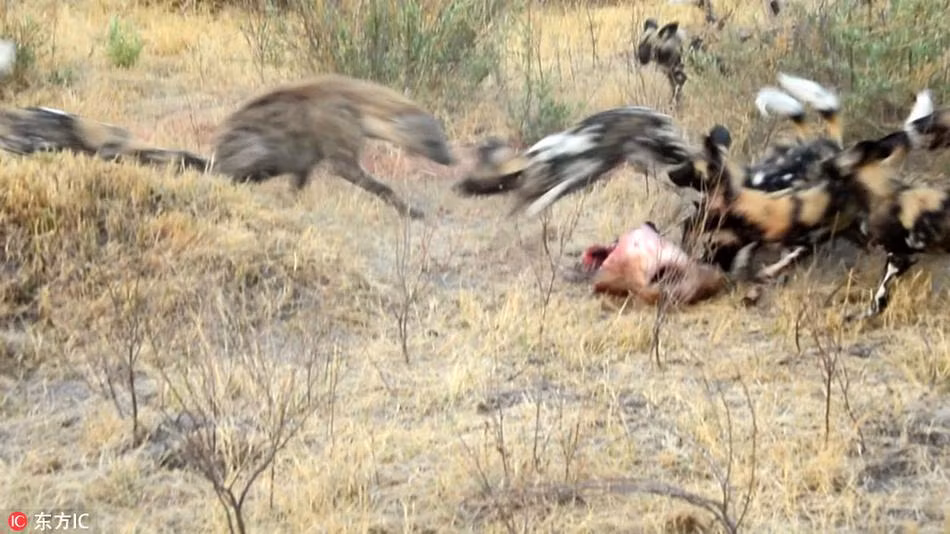 Theo quan sát của những người hướng dẫn tại công viên quốc gia Kruger, Nam Phi, khi đàn chó hoang châu Phi đang thưởng thức thịt linh dương vừa mới săn được thì bất ngờ gặp phải cuộc tập kích của đàn linh cẩu ranh mãnh. (Nguồn Sina)