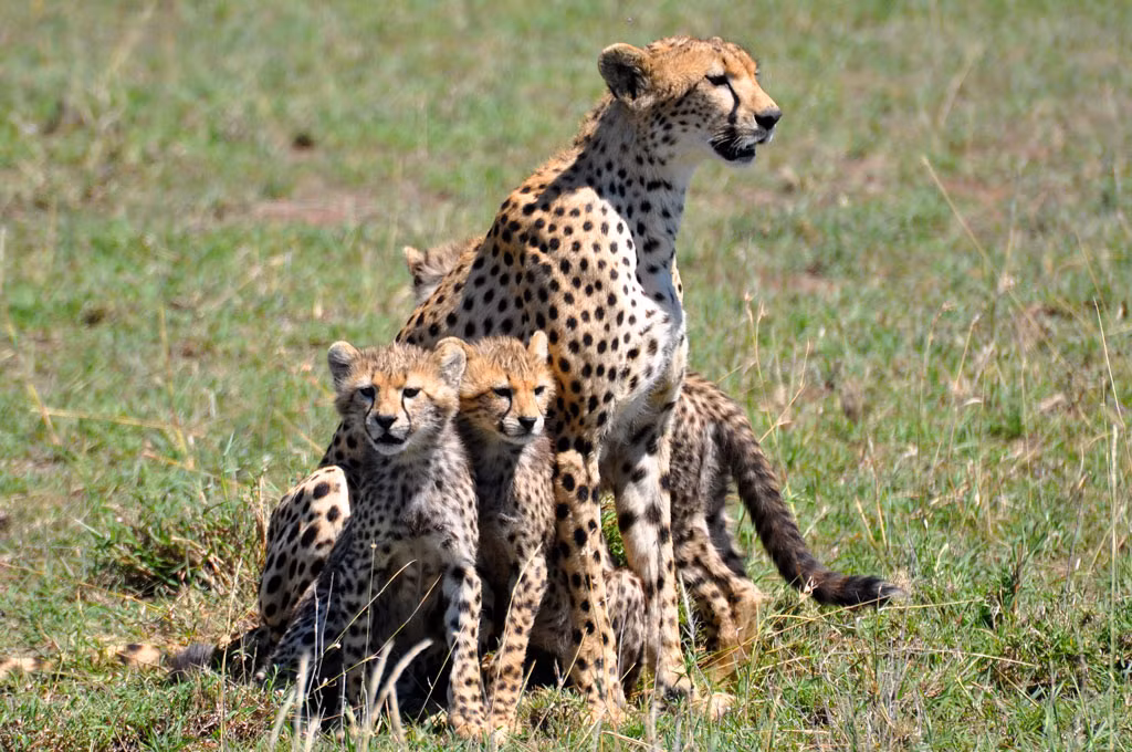Chỉ có ở cạnh bên mẹ, những con báo đốm con yếu ớt mới được an toàn. Nếu rơi vào tay của những con báo đốm đực xa lạ, không phải cha mình, báo đốm con sẽ bị săn giết và ăn thịt bởi đồng loại. (Ảnh: Africadreamsafaris)