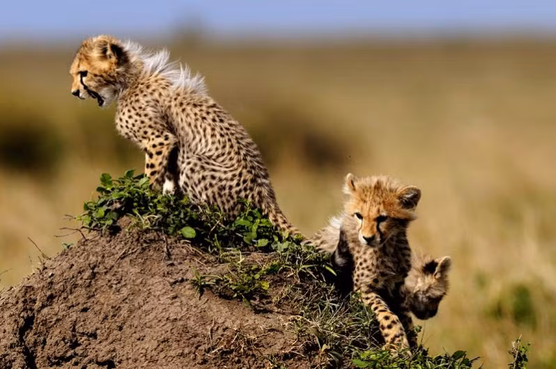 Báo đốm con ra đời gặp rất nhiều nguy hiểm, sự đe dọa không chỉ đến từ những mãnh thú ăn thịt khác loài mà còn đến từ chính những con báo đốm đực trưởng thành hung hăng, tàn nhẫn khác. (Ảnh: Discover Wildlife)