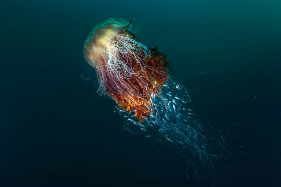 Sứa sư tử ở ngoài khơi đảo Hirta, Scotland. (Ảnh: George Stoyle)