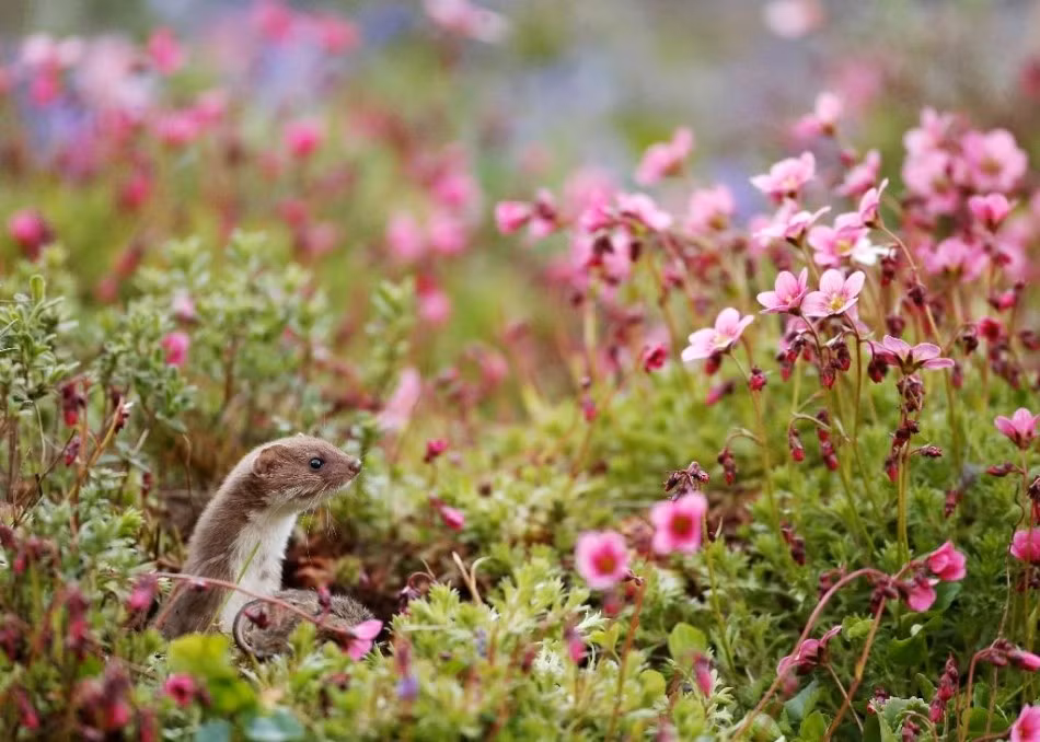 Triết bụng trắng đang thò cổ ra khỏi hang, hóng hớt chuyện ngoài (Ảnh: Robert E Fuller)