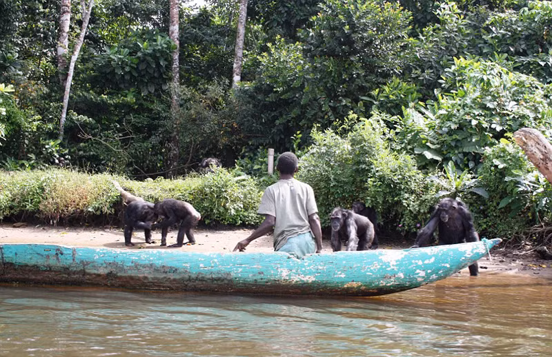 Bắt đầu từ năm 2015, nhờ ảnh hưởng của truyền thông, cuối cùng những con tinh tinh đáng tượng cũng nhận được sự bảo trợ của HSUS, được chăm sóc. (Nguồn Sina)