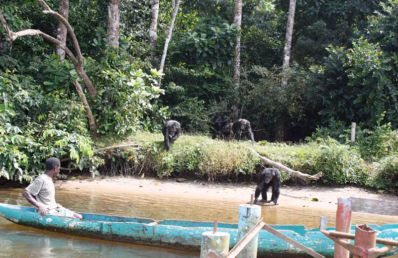 Trong ảnh, những chú tinh tinh ra đón người bạn của chúng, người mang thức ăn tươi ngon cho chúng bằng chiếc thuyền độc mộc. (Nguồn Sina)
