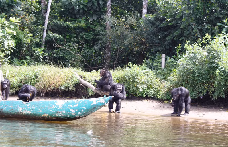 Năm 1974, Trung tâm huyết học New York Mỹ (NYBC) đã bắt về hàng chục chú tinh tinh hoang dã để nghiên cứu thí nghiệm y học, nhưng vào năm 2005 khi nghiên cứu kết thúc, 66 chú tinh tinh đã bị trung tâm này bỏ lại trên đảo hoang tại Liberia, Tây Phi, đến năm 2015 thì hoàn toàn không một lần đoái hoài. (Nguồn Sina)