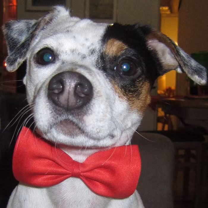 Sau khi tạm biệt ân nhân của mình, chú chim mới yên tâm rời đi. Và giờ đây, chú chó cưng tốt bụng Diamond bắt đầu nhớ người bạn có cánh đáng mến của mình. (Nguồn Bored Panda)