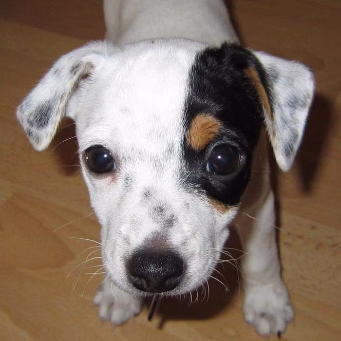 Theo lời kể của Gunnar Kr Sigurjónsson, chủ nhân chú chó thông minh Diamond, khi anh đang làm việc trong văn phòng, chú chó cưng đi vào và bắt đầu kêu lên như thể muốn anh đi theo nó. Khi Gunnar không di chuyển, Diamond quay trở lại và tiếp tục rên rỉ. (Nguồn Bored Panda)