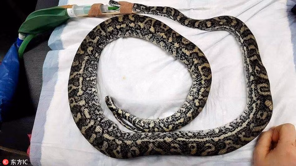 Bởi không phân biệt được thật giả, con trăn thảm tội nghiệp đã nuốt luôn cả hai quả trứng giả và mắc nghẹn, không thể tiêu hóa được cũng không nôn ra được. (Nguồn Sina)