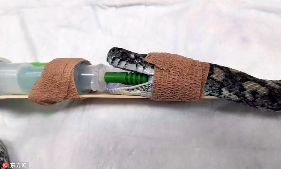 Tại Brisbane, thành phố thủ phủ và là thành phố đông nhất của bang Queensland, Australia, một con trăn thảm đen đủi đã phải vào bệnh viện cấp cứu do ăn phải hai quả trứng gà giả làm bằng nhựa plastic. (Nguồn Sina)