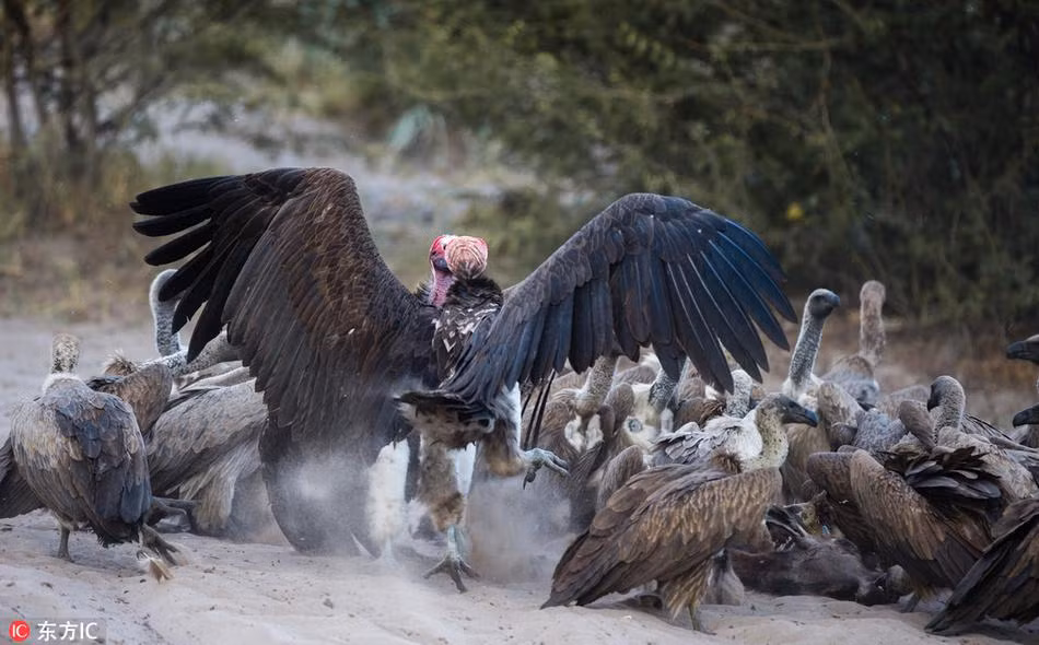 Sau khi cướp mồi thành công, những con kền kền lao vào xâu xé chỗ thức ăn thừa. Chúng dẫm đạp lên nhau để xé được từng mẩu thịt, hoàn toàn không theo thứ tự. (Nguồn Sina)