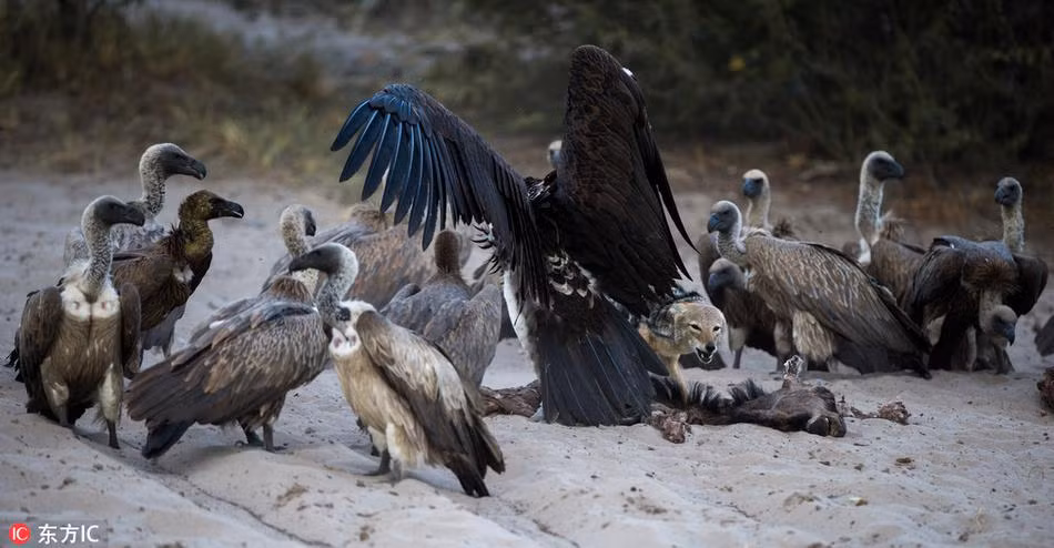 Theo nhiếp ảnh gia Barnard chia sẻ, khi phát hiện ra con chó rừng đơn thương độc mã ăn thịt con mồi mà nó vất vả săn được, đàn kền kền lập tức "gọi hội", tấn công hội đồng chó rừng. (Nguồn Sina)