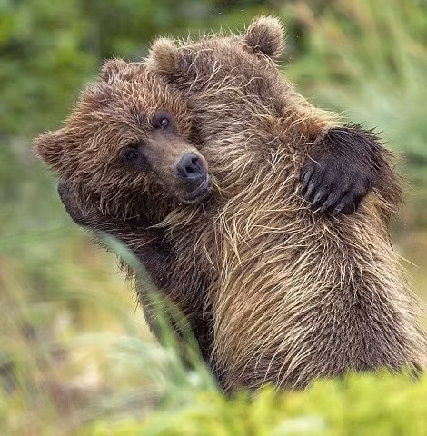 Tình cảm của chị em gấu nâu dường như cảm động trời xanh. Vào một ngày đẹp trời, chúng tìm thấy nhau. Theo nhiếp ảnh gia Shayne McGuire, ngay khi nhìn thấy chị gái mình, gấu nâu đực đã nắm lấy và ôm lấy chị thật chặt. (Nguồn Dailymail)