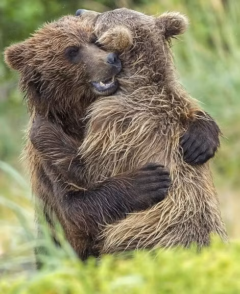 Theo thông tin đăng tải, cặp chị em gấu nâu đáng thương đã bị tách ra sau khi mẹ chúng bỏ rơi chúng để tự bảo vệ bản thân mình. Lạc mất nhau nhưng chị em gấu nâu nặng tình nặng nghĩa vẫn luôn nhớ về nhau. Ngoài lúc tự mình kiếm ăn để sinh tồn, chúng luôn tìm kiếm lẫn nhau với mong muốn sẽ có ngày gặp lại. (Nguồn Dailymail)