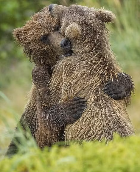 Khoảnh khắc cực kỳ dễ thương khi chị em gấu nâu ôm chầm lấy nhau sau khi bị lạc, rồi lại tìm được nhau được nhiếp ảnh gia Shayne McGuire ghi lại kịp thời tại khu vực hoang dã thuộc Lake Clark, Alaska. (Nguồn Dailymail)