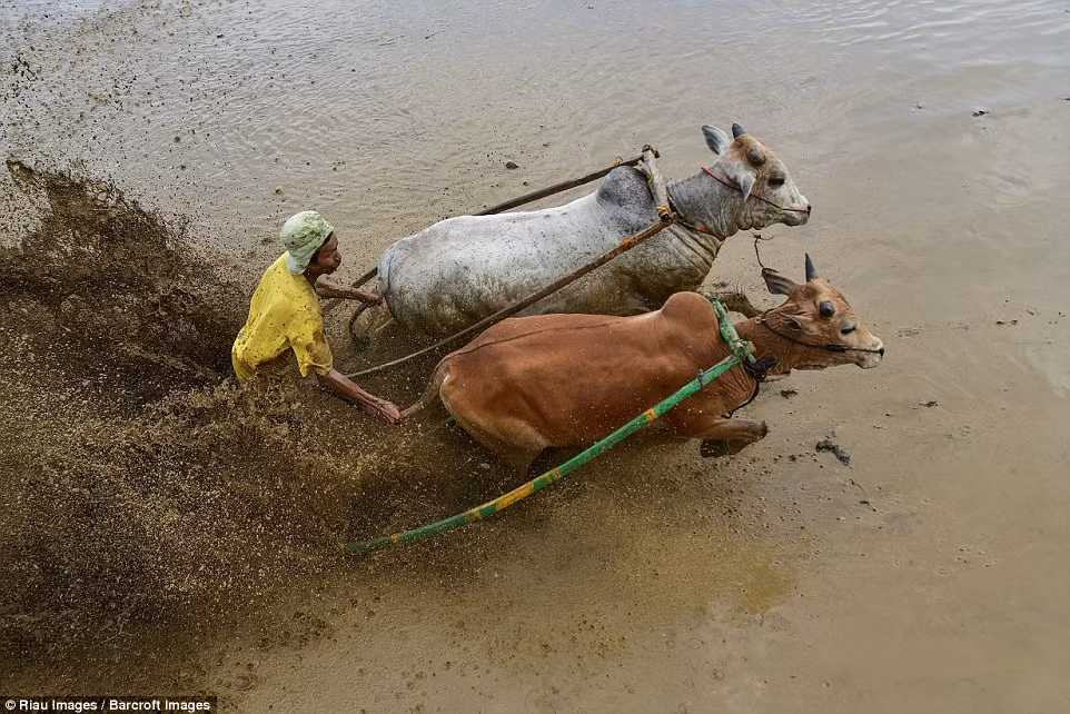 Không nguy hiểm nhưng rất hấp dẫn, vì thế yếu tố mạo hiểm ít không làm giảm đi kịch tính của cuộc đua kỳ thú này. (Nguồn Dailymail)